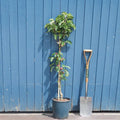Cordon, 100-120cm, A2 (patio very-dwarf), 12L pot
