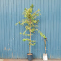 Single stem tree, 150-200cm, 12L pot