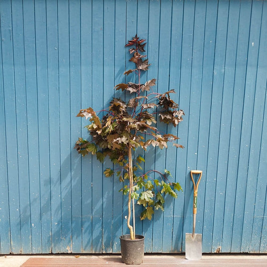 Acer platanoides 'Crimson King' Tree