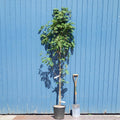 Single stem tree, 150-200cm, 12L pot