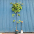 Single stem tree, 150-200cm, 12L pot