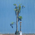 Single stem tree, 150-200cm, 12L pot