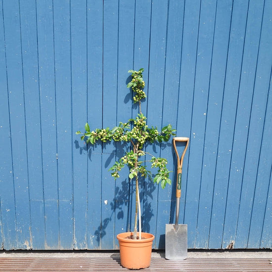 Malus robusta Red Sentinel | Crab Apple Tree | Ornamental Trees