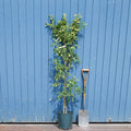 Single stem tree, 150-200cm, 12L pot