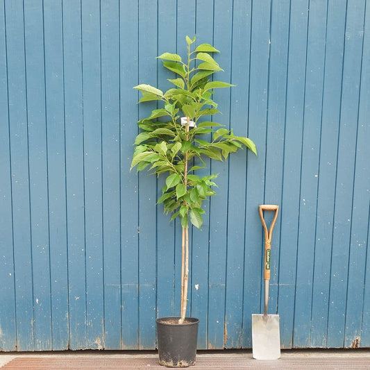 Prunus 'Fragrant Cloud' cherry tree in pot