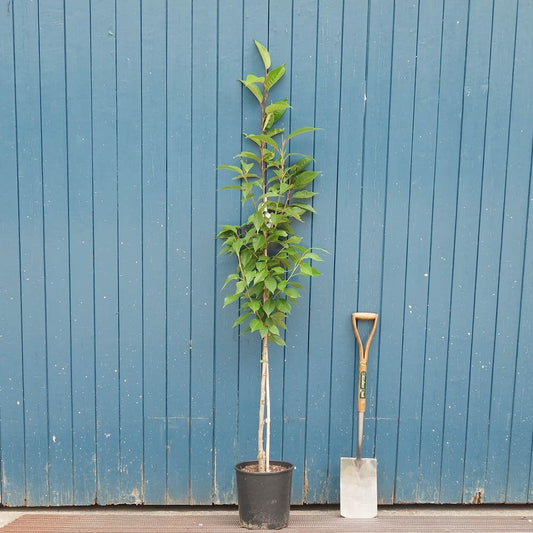 Prunus 'Kanzan' tree