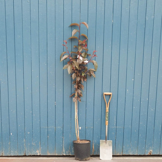 Prunus 'Royal Burgundy' Tree
