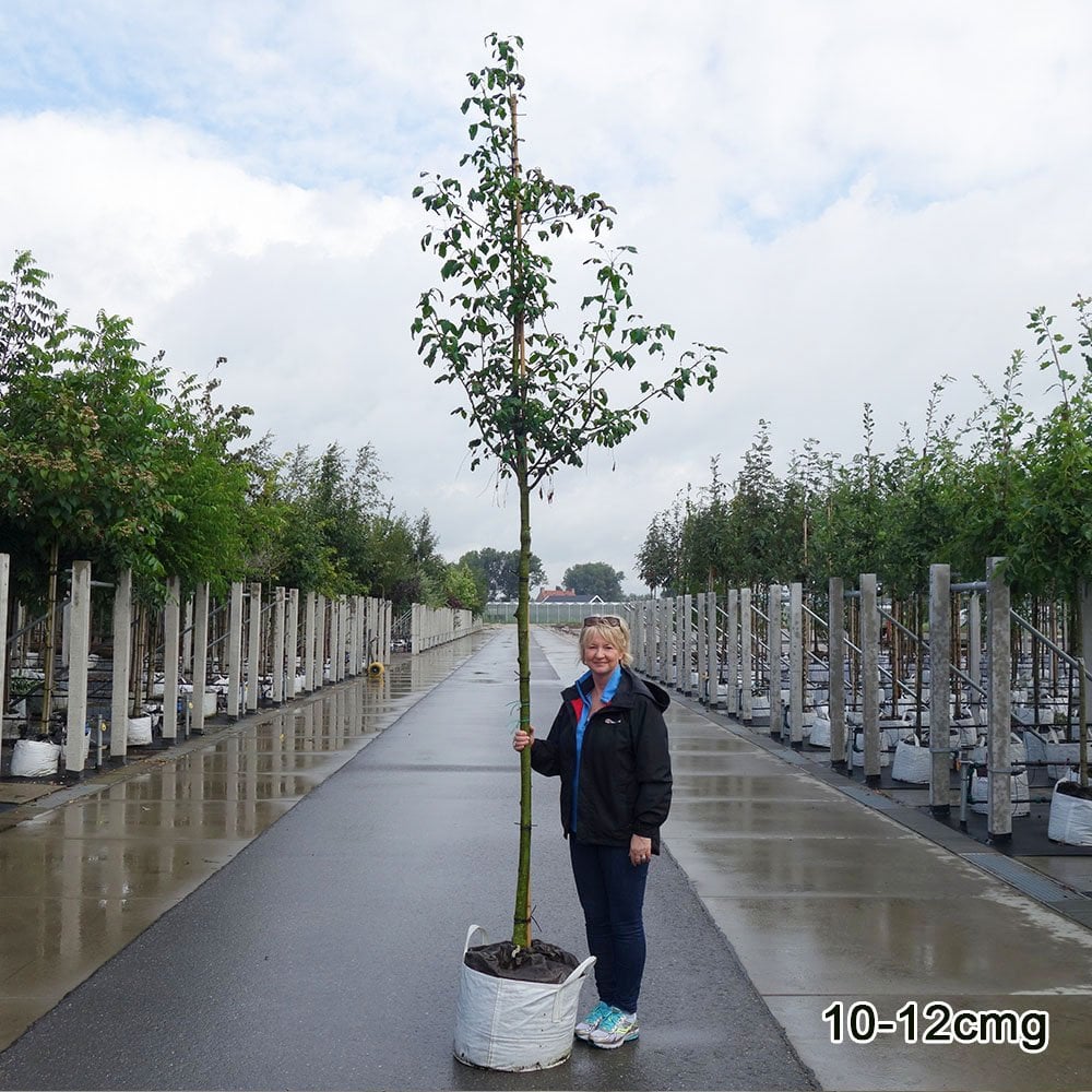 Laburnum x watereri Vossii | Golden Chain Rain Tree | Ornamental Trees