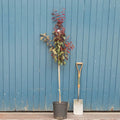 Single stem tree, 150-200cm, 12L pot