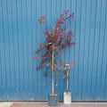 Single stem tree, 150-200cm, 12L pot