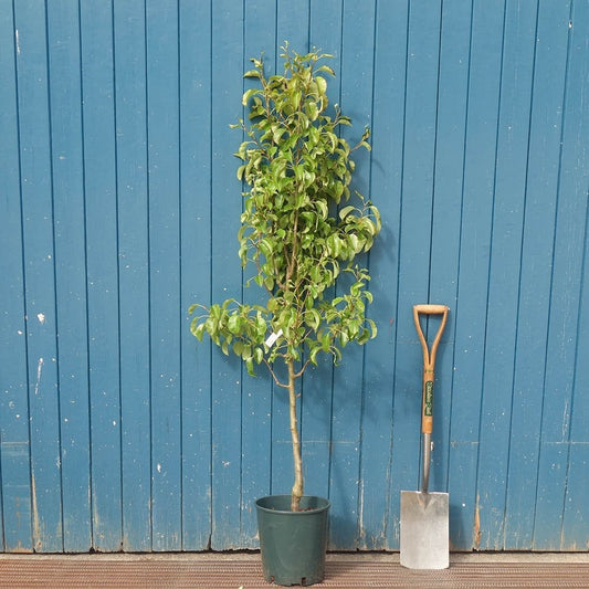 Pyrus Doyenne Du Comice Pear tree in pot