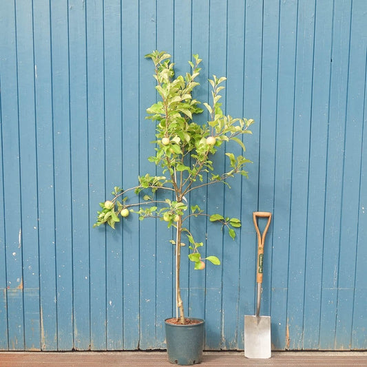 Golden Delicious Apple Tree