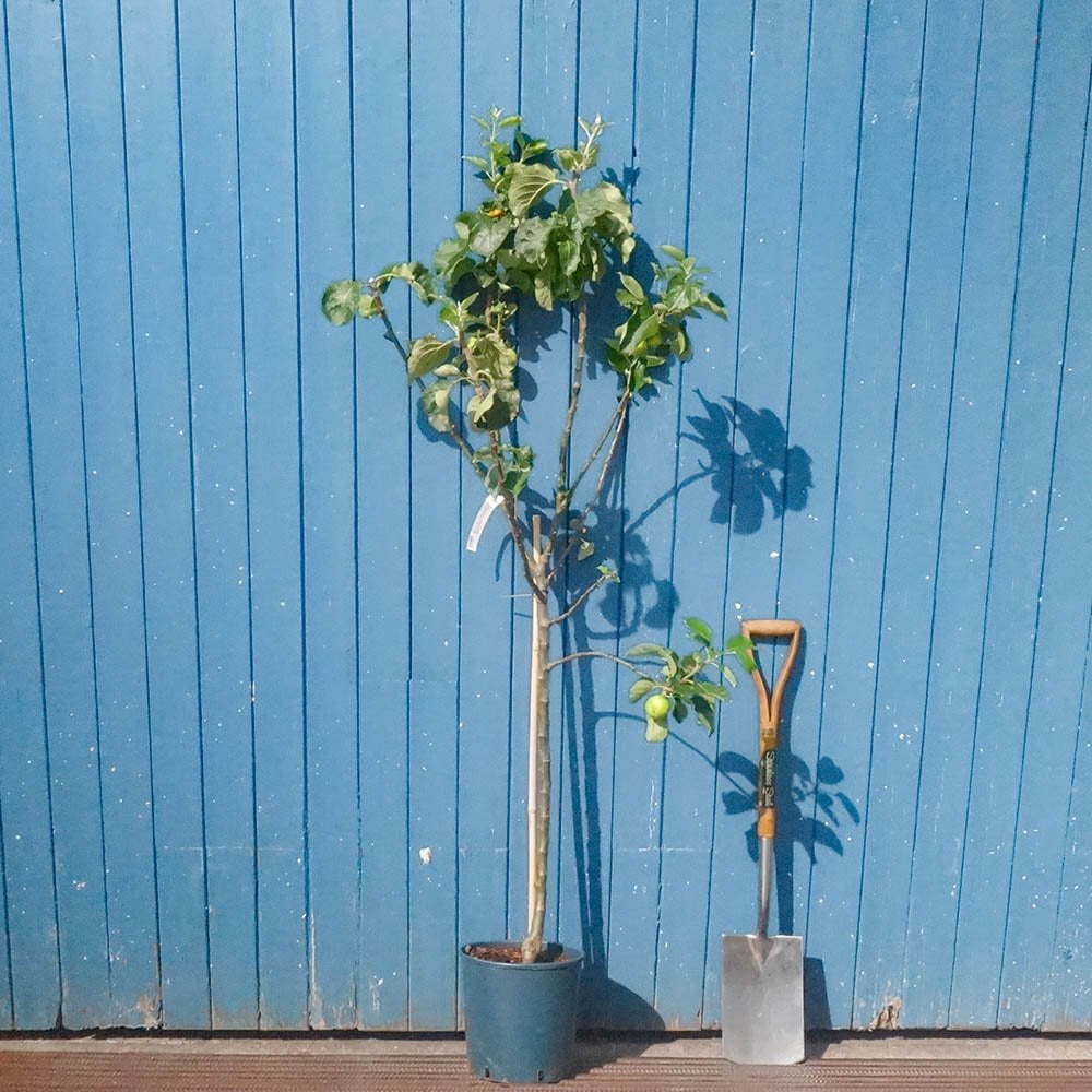 Cooking Apply Tree Bramley Seedling Apple Tree | Cooking Apple Trees | Ornamental Trees
