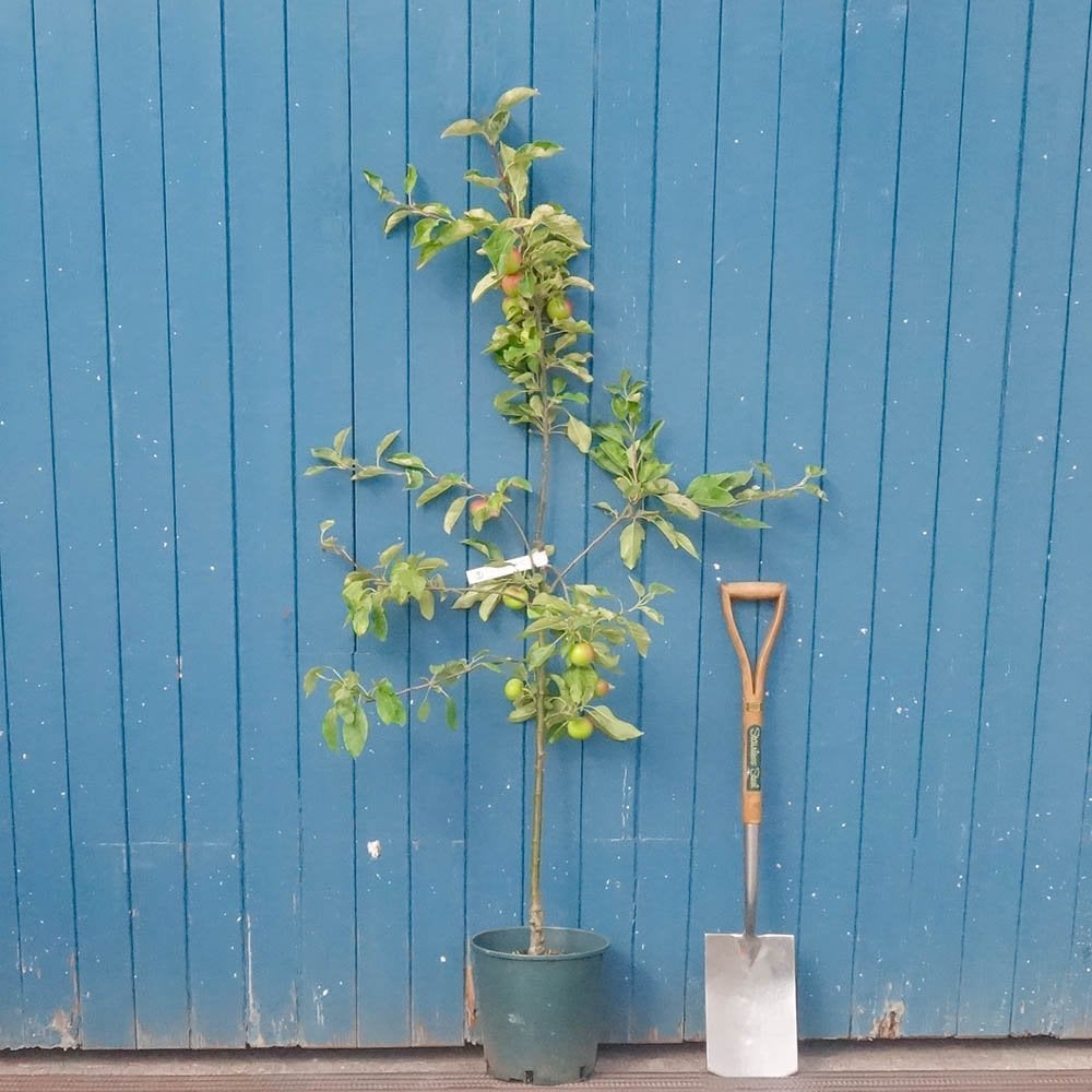 Fiesta apple tree on semi-vigorous rootstock
