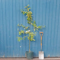 Fiesta apple tree on semi-vigorous rootstock