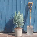 Single stem tree, 40-60cm, 7.5L pot
