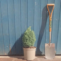 Single stem tree, 40-60cm, 7.5L pot