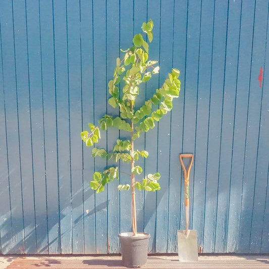 Cercis siliquastrum Judas tree in pot