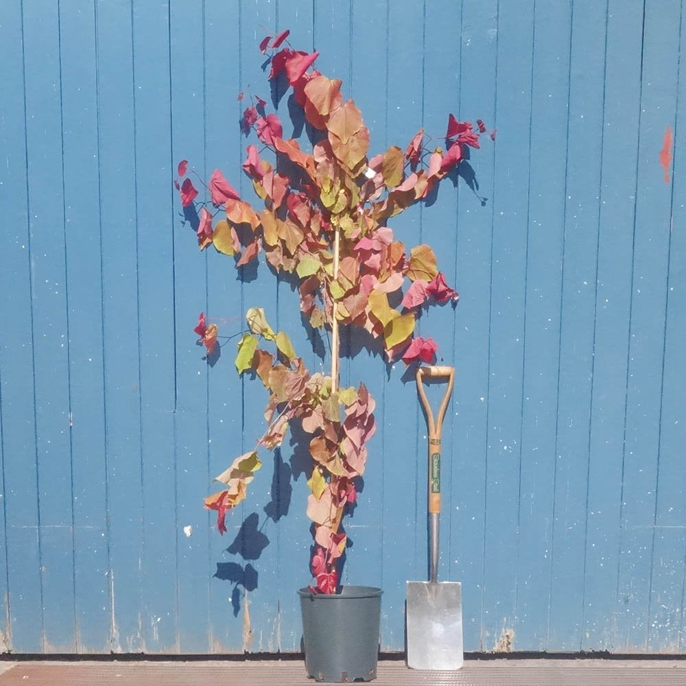 Cercis canadensis 'Eternal Flame' Redbud tree in pot
