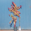 Cercis canadensis 'Eternal Flame' Redbud tree in pot