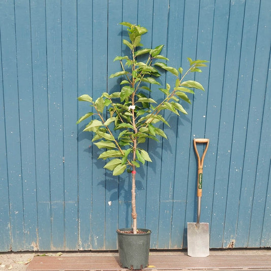 Stardust Coveu Cherry tree in pot