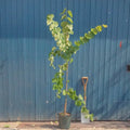 Single stem tree, 150-200cm, 12L pot