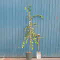 Single stem tree, 150-200cm, 12L pot