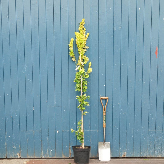 Ulmus tree in pot