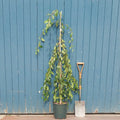 Single stem tree, 150-200cm, 12L pot