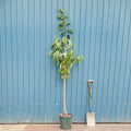 Single stem tree, 150-200cm, 12L pot