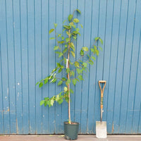 Betula albosinensis 'Pink Champagne' tree