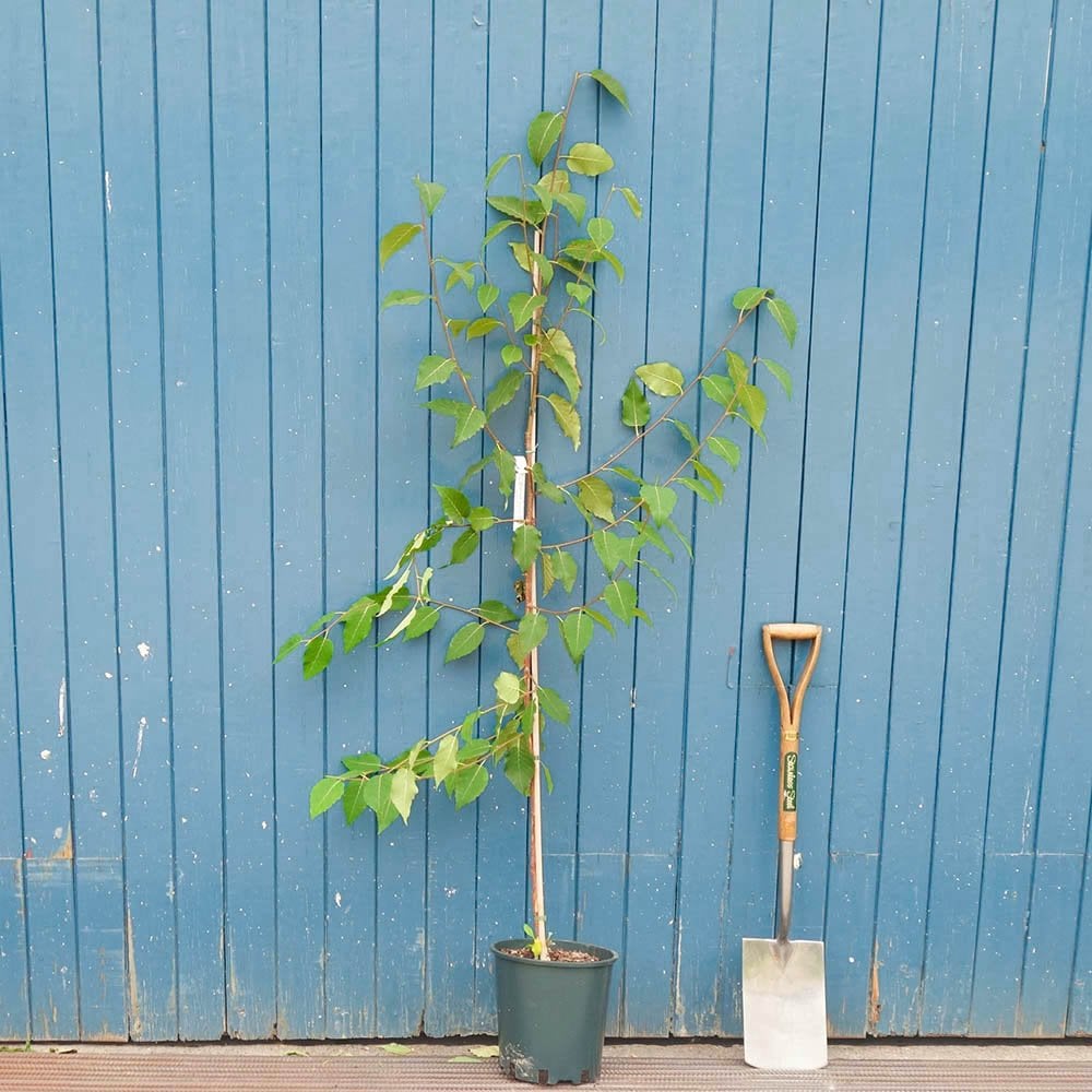 Betula albosinensis 'Pink Champagne' tree