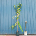 Single stem tree, 150-200cm, 12L pot