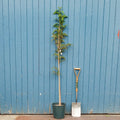 Single stem tree, 150-200cm, 12L pot