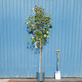 Single stem tree, 150-200cm, 12L pot