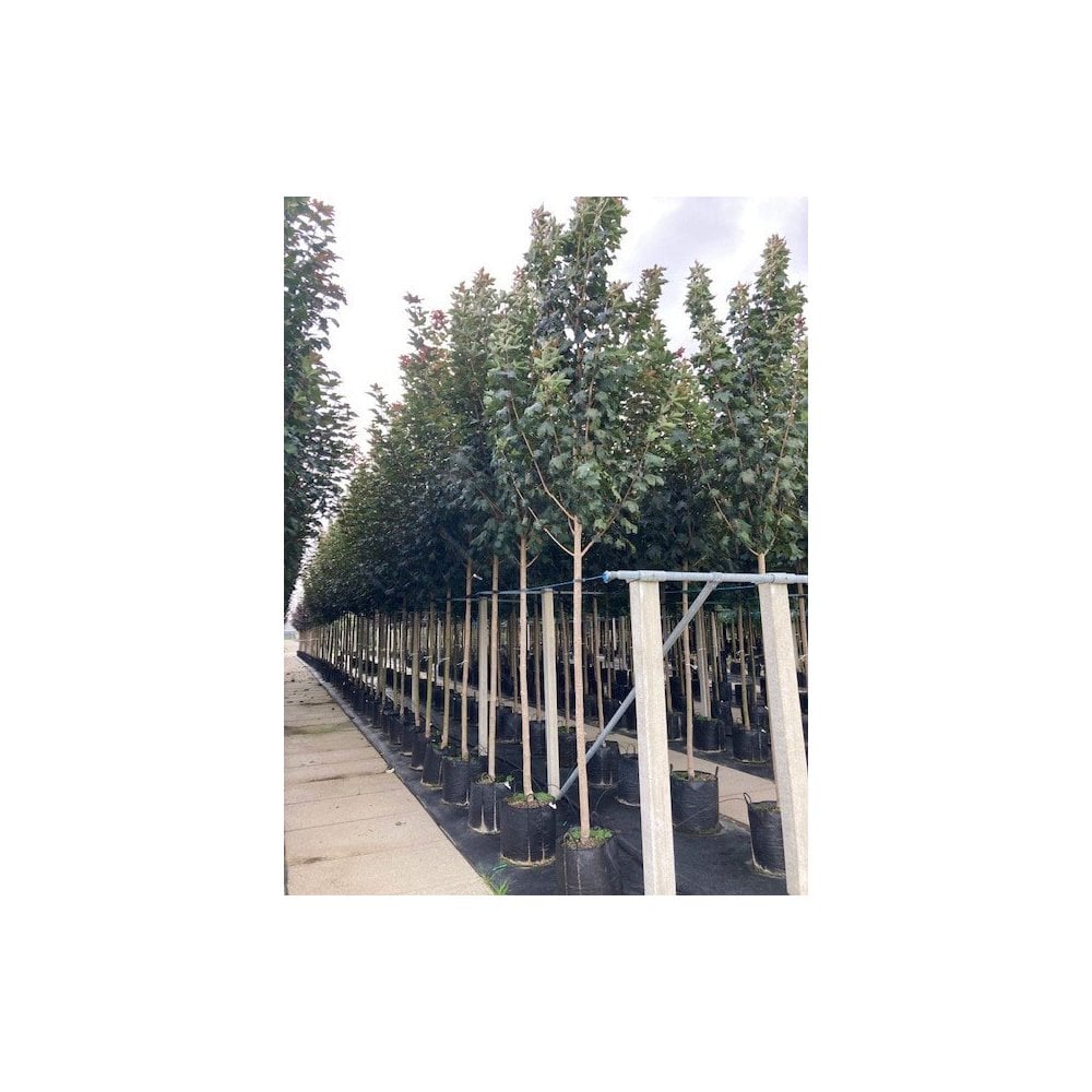 Fairview Maple