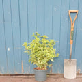 Bush, 30-50cm, 5L pot