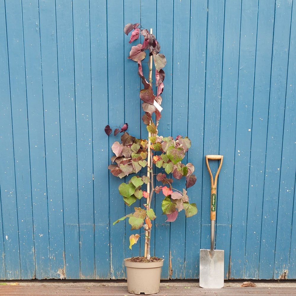 Cercis canadensis Ruby Falls | Weeping Redbud Trees – Ornamental Trees