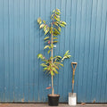Single stem tree, 150-200cm, 12L pot
