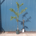Single stem tree, 150-200cm, 12L pot