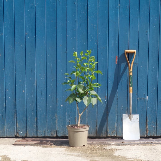 Syringa vulgaris 'Sensation' bush in small pot
