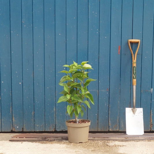 Syringa vulgaris 'Madame Lemoine' Lilac bush in pot