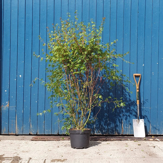 Acer palmatum Japanese Maple in container