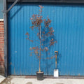 Single stem tree, 150-200cm, 12L pot