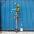 Single stem tree, 125-175cm, MM106 (semi-vigorous), 12L pot