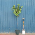 Single stem tree, 150-200cm, 12L pot