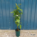 Bush, 40-60cm, 3L pot