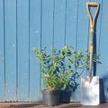 Bush, 30-40cm, 2L pot