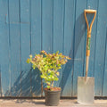Bush, 30-40cm, 3L pot