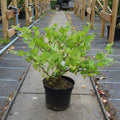 Bush, 30-40cm, 3L pot